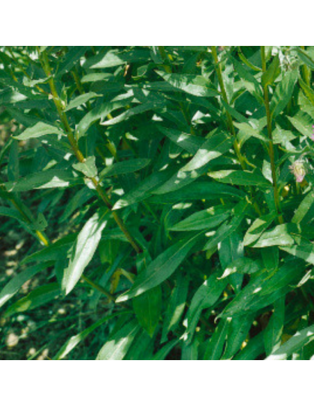 Vergerette Rosa jewel