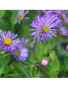 Vergerette Dunkelste Aller 2