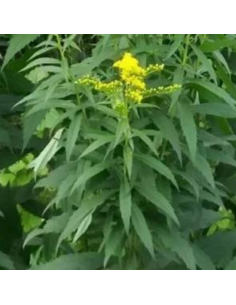 Verge d'or Goldkind 2