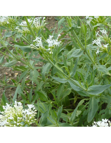 Valériane blanche