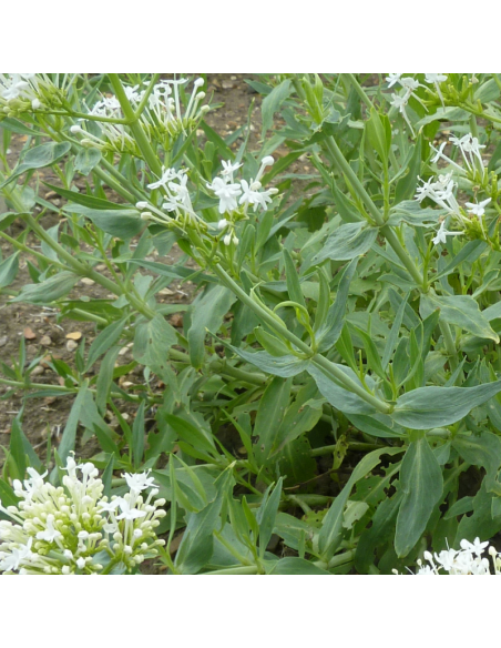 Valériane blanche