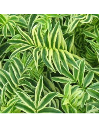 Valériane grecque Brise d'Anjou