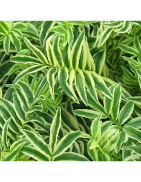 Valériane grecque Brise d'Anjou