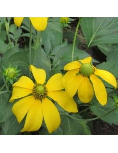 Rudbeckia nitida "Herbstsonne"