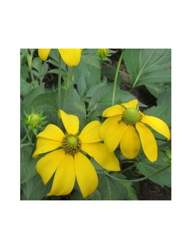 Rudbeckia nitida "Herbstsonne"