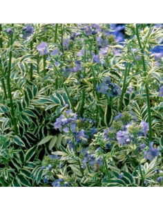 Valériane grecque Brise d'Anjou