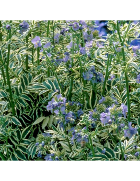 Valériane grecque Brise d'Anjou