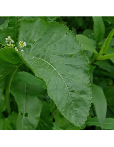 Raifort - Armoracia Rusticana