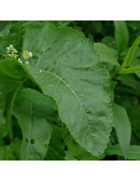 Raifort - Armoracia Rusticana