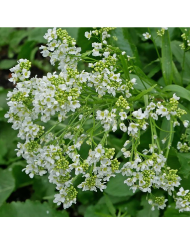 Raifort - Armoracia Rusticana