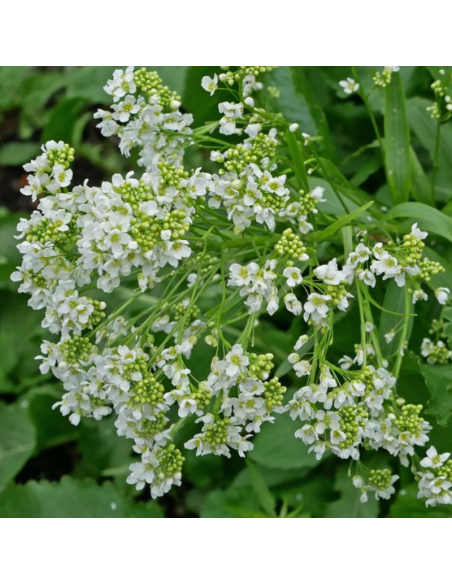 Raifort - Armoracia Rusticana