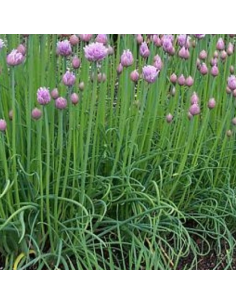 Ciboulette - Allium Schoenoprasum 2