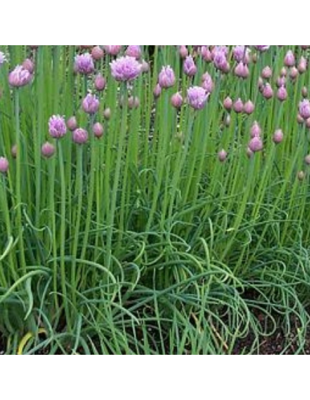 Ciboulette - Allium Schoenoprasum