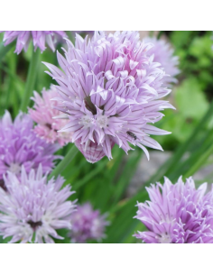 Ciboulette - Allium Schoenoprasum