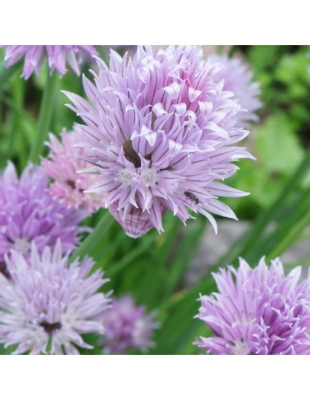Ciboulette - Allium Schoenoprasum