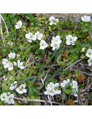 Véronique rampante - Veronica Repens