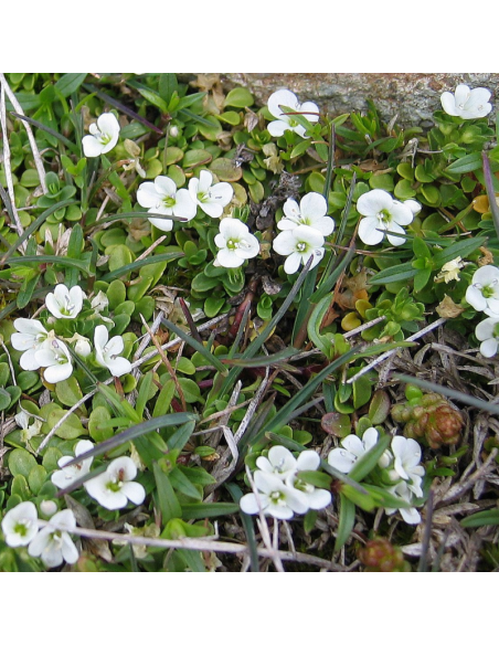Véronique rampante - Veronica Repens