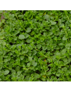 Véronique rampante - Veronica Repens 2