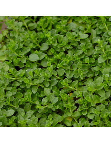 Véronique rampante - Veronica Repens