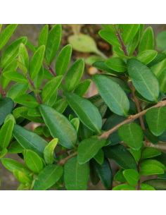 Chèvrefeuille cupule - Lonicera Pileata