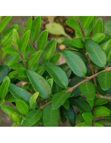 Chèvrefeuille cupule - Lonicera Pileata