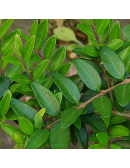 Chèvrefeuille cupule - Lonicera Pileata