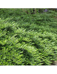 Chèvrefeuille cupule 2