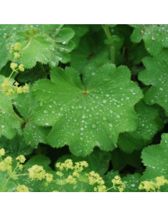 Alchemille commune - Alchemilla Mollis 2