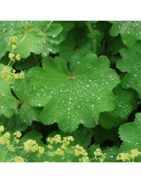 Alchemille commune - Alchemilla Mollis