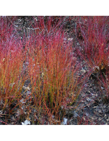 Cornouiller stolonifère Kelsey's Dwarf