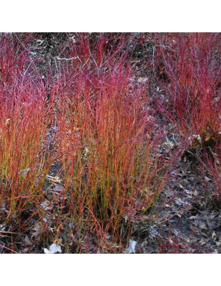 Cornouiller stolonifère Kelsey's Dwarf