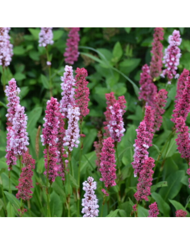 Renouée Darjeeling Red - Persicaria Affinis...
