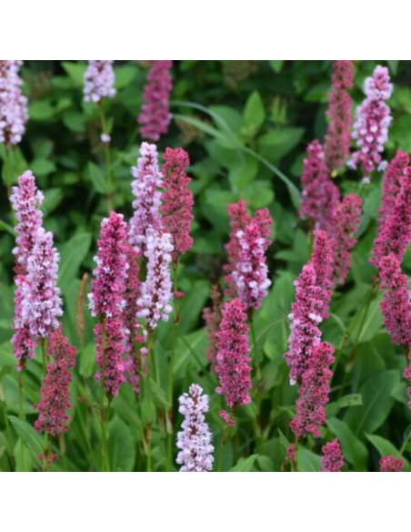 Renouée Darjeeling Red - Persicaria Affinis Darjeeling Red