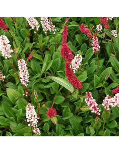 Renouée Darjeeling Red - Persicaria Affinis Darjeeling Red