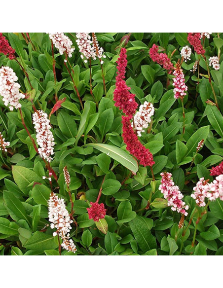 Renouée Darjeeling Red - Persicaria Affinis Darjeeling Red