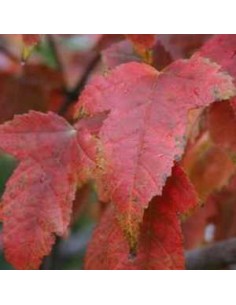 Erable Ginnala - Acer Tataricum Ginnala 2
