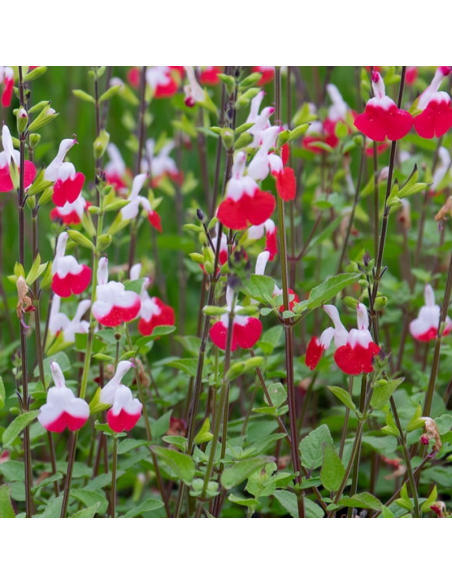 Sauge à petites feuilles Hot Lips