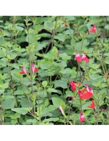 Sauge à petites feuilles Hot Lips