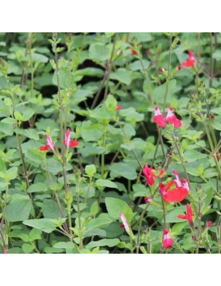 Sauge à petites feuilles Hot Lips