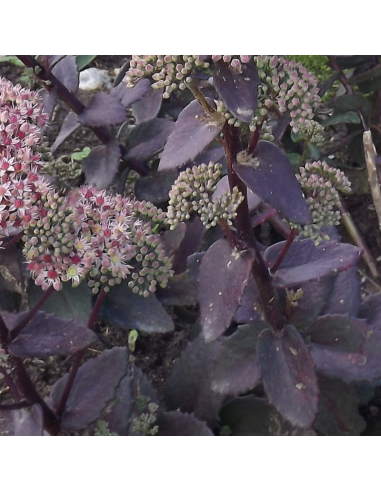 Orpin d'automne Strawberry and Cream