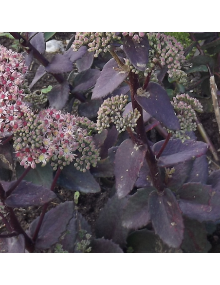 Orpin d'automne Strawberry and Cream