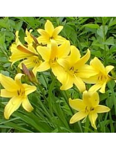 Hémerocalle jaune "Lis d'un jour"