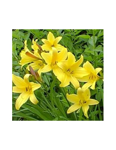 Hémerocalle jaune "Lis d'un jour"