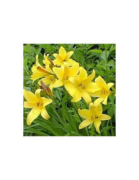 Hémerocalle jaune "Lis d'un jour"