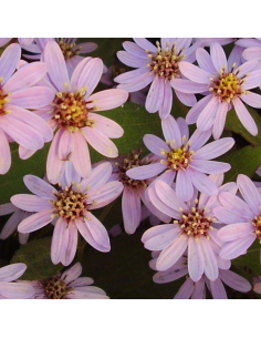 Aster grand d'automne Harry Schmidt - Aster Ageratoides...