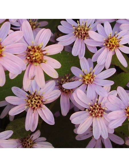 Aster grand d'automne Harry Schmidt - Aster Ageratoides Harry Schmidt