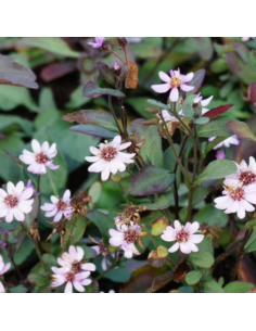 Aster grand d'automne Harry Schmidt - Aster Ageratoides... 2