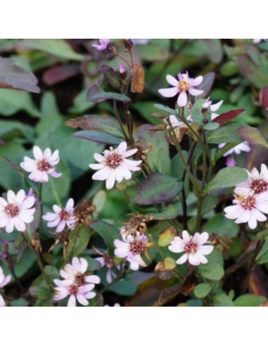 Aster grand d'automne Harry Schmidt - Aster...