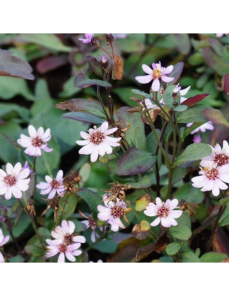 Aster grand d'automne Harry Schmidt - Aster Ageratoides Harry Schmidt