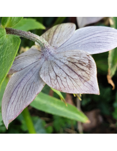 Hellébore pourpre 2